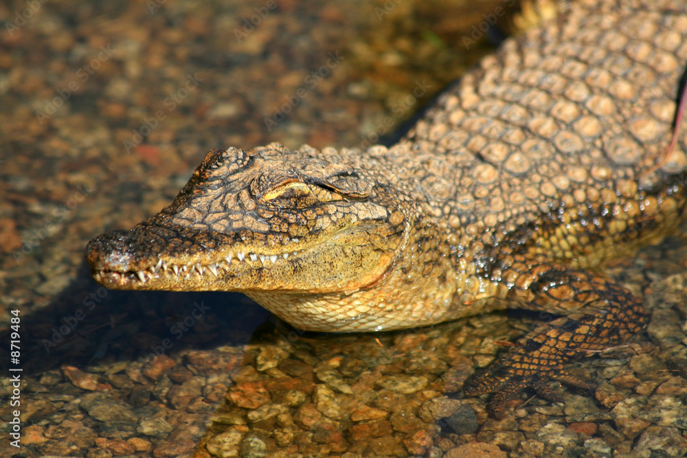 Obraz premium crocodile