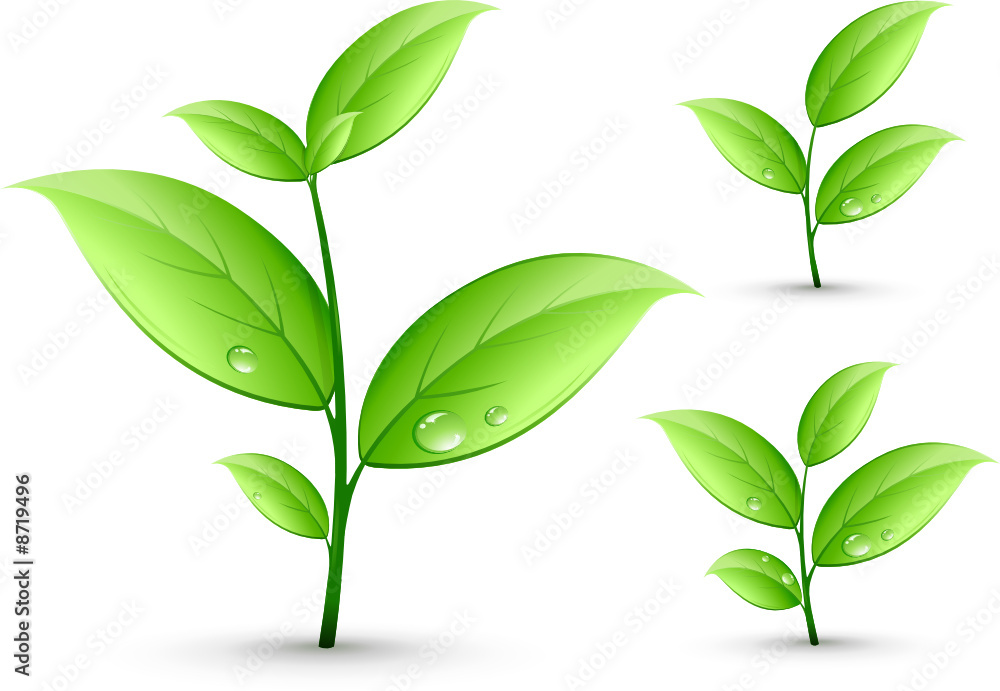 plantes vertes
