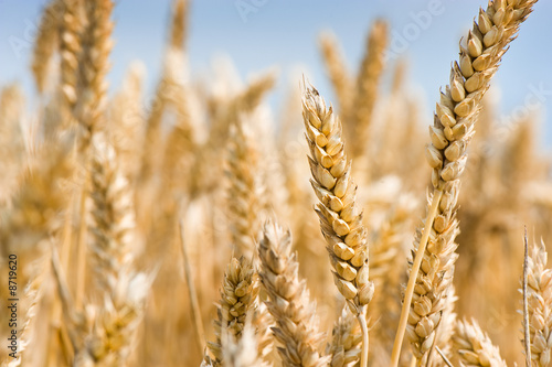 wheatfield and sky