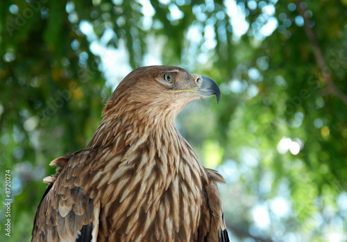 A hawk eagle sitting on the tree.