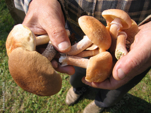 eatable mushrooms in a hands