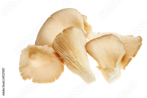 Oyster mushroom group