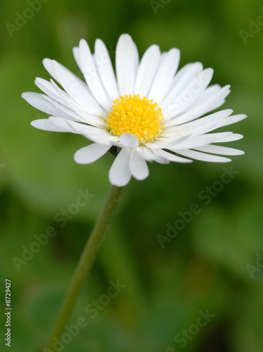 Margerithe