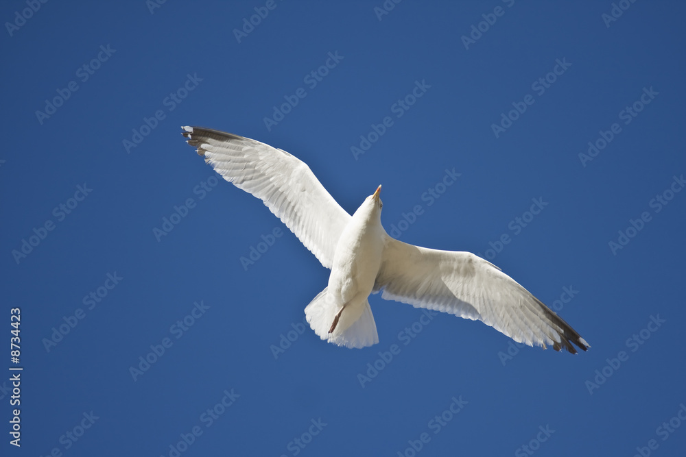 oiseau blanc