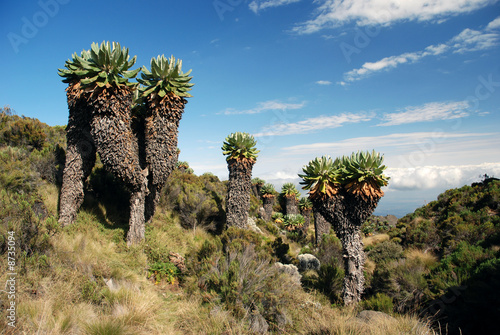 Kilimanjaro Trees