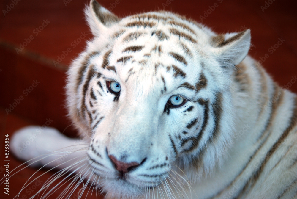 Fototapeta premium Tigre blanco