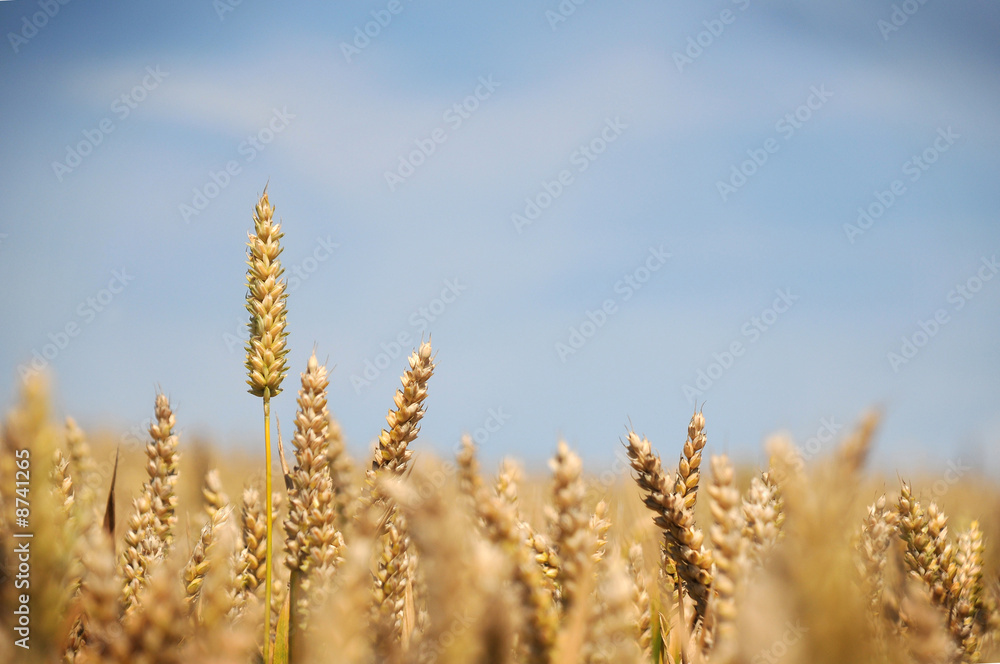 Wheat Crop Wheat Crop