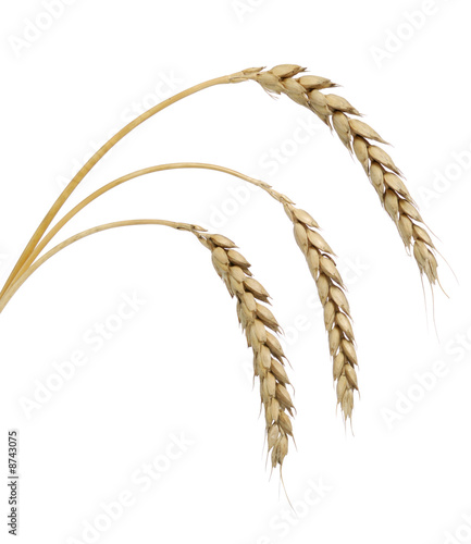 Wheat isoalted