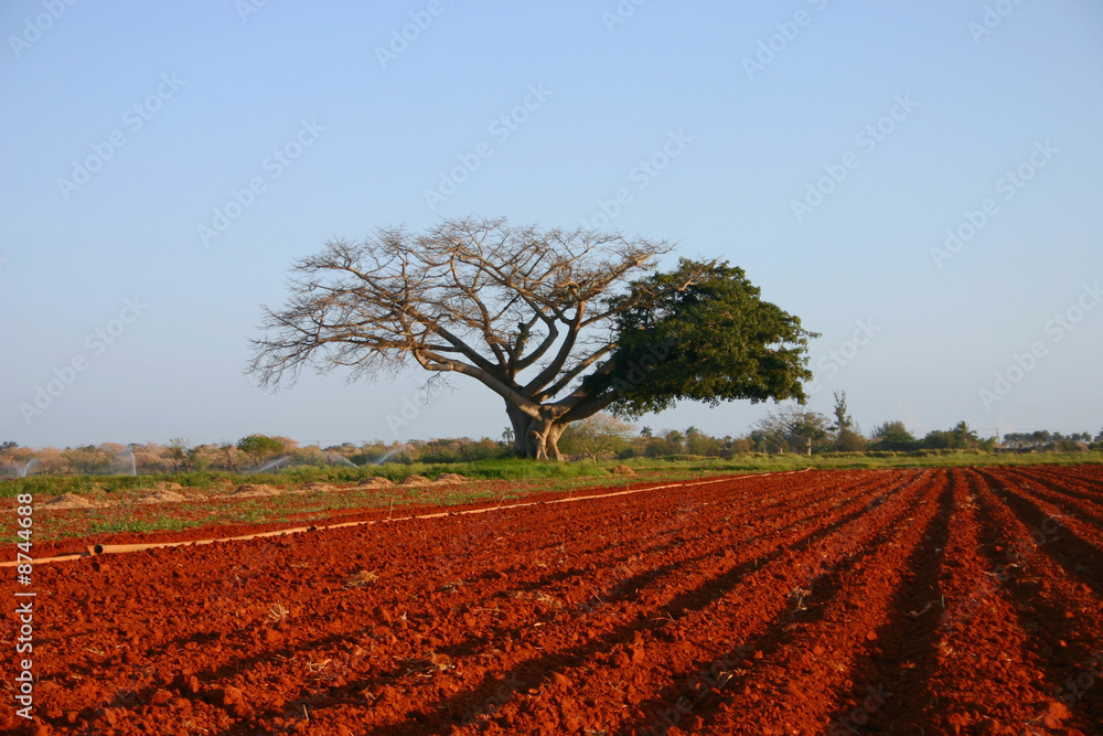 Kapok cotton tree, ceiba
