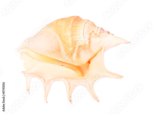 seashell (Lambis Lambis)