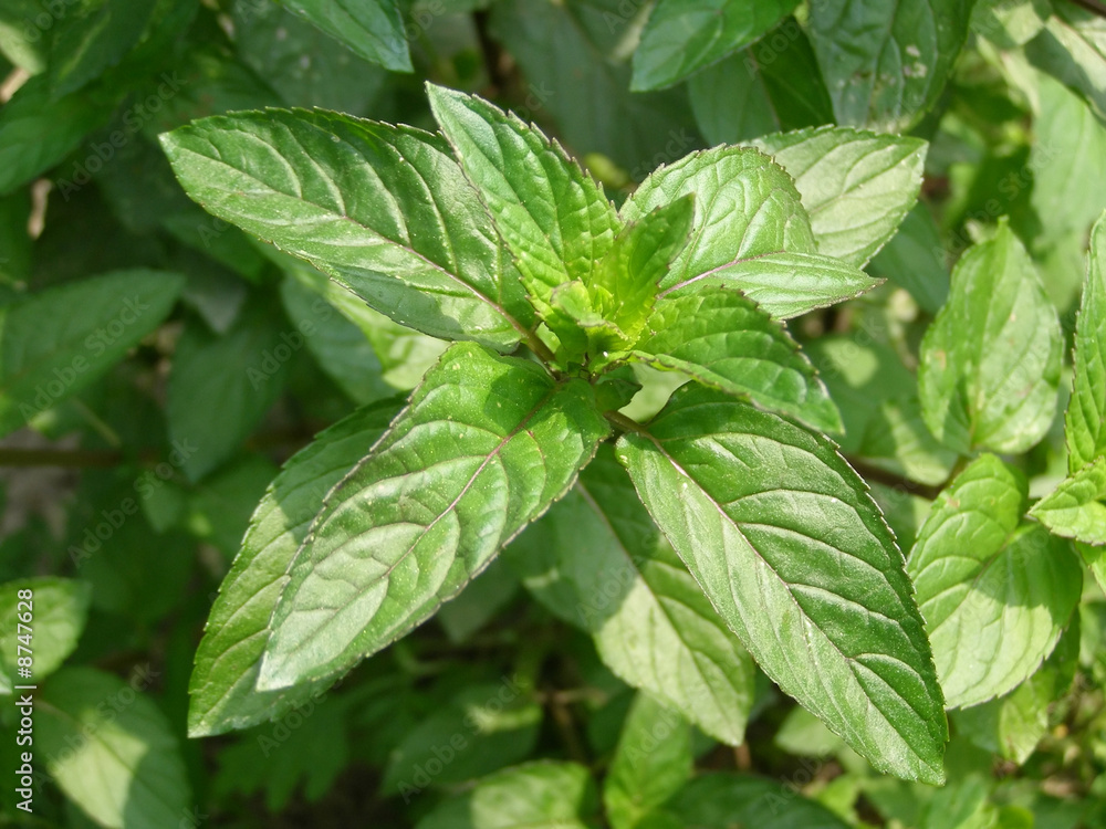 Peppermint Peppermint
