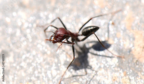 the close-up image of ant