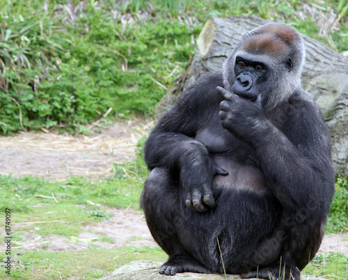 Gorilla Thinking © Christopher Wright