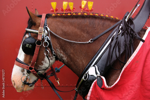 Photography Horse