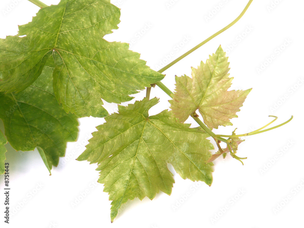 jeune tige de vigne jeune tige de vigne
