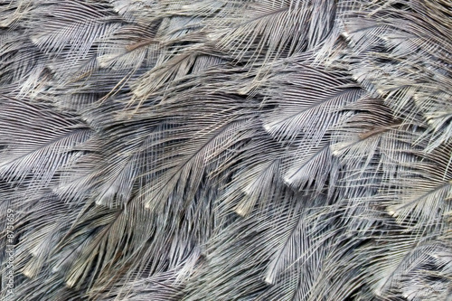 Ostrich feather background