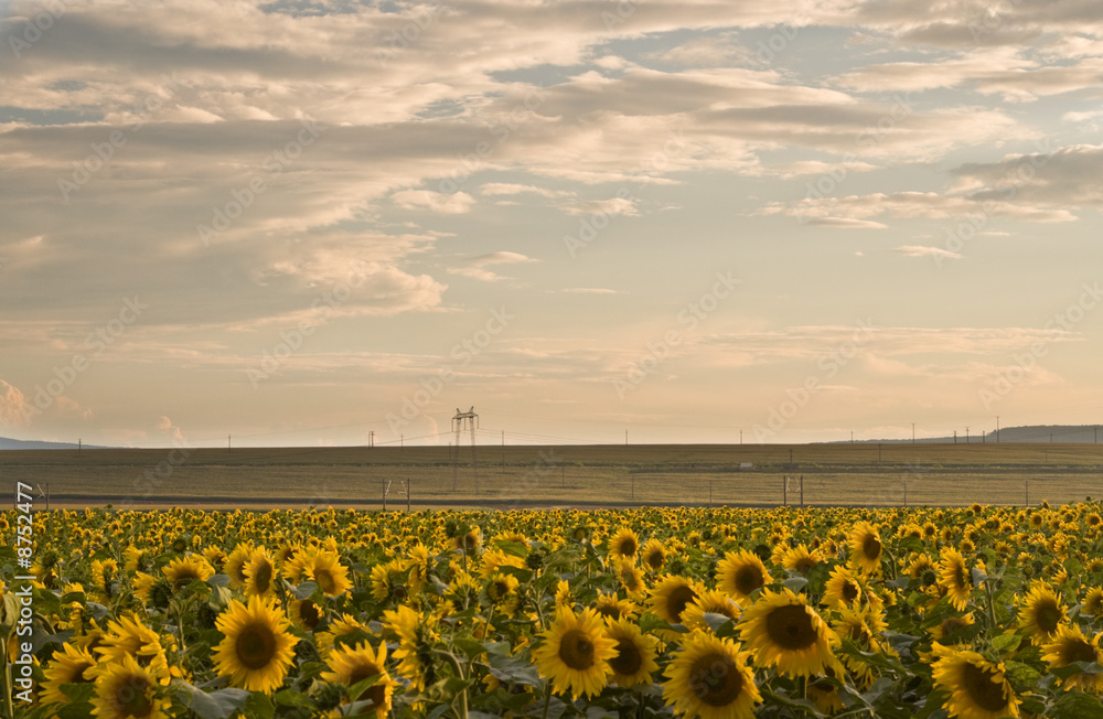 Fototapeta premium Sunset over the sunflowers field
