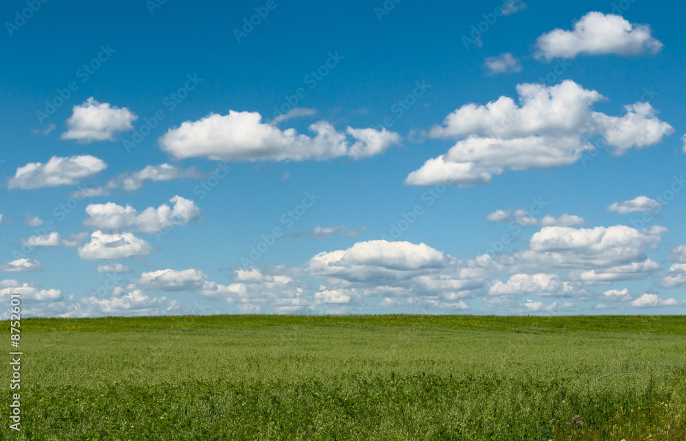 green field with blooming flowers and blue sky green field with blooming flowers and blue sky