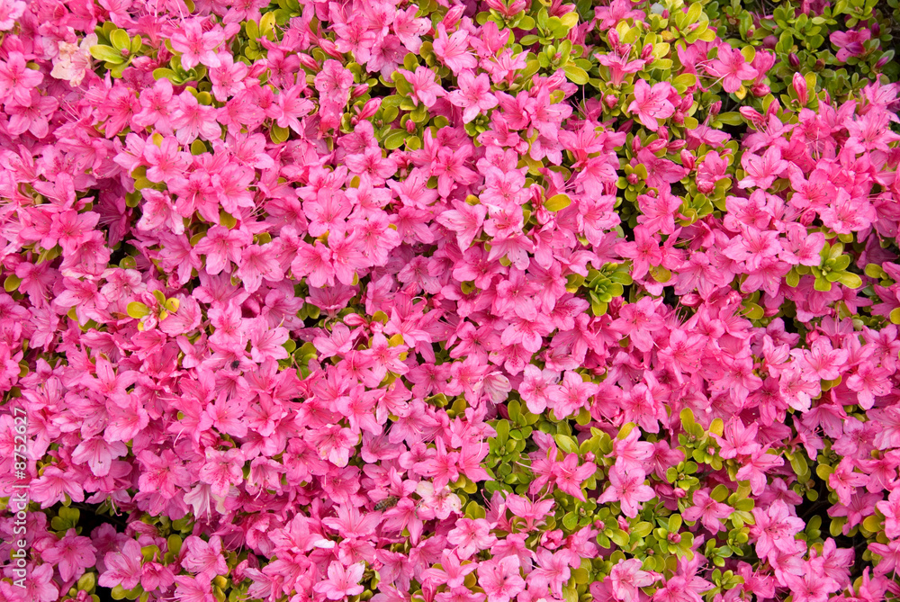 Azaleas