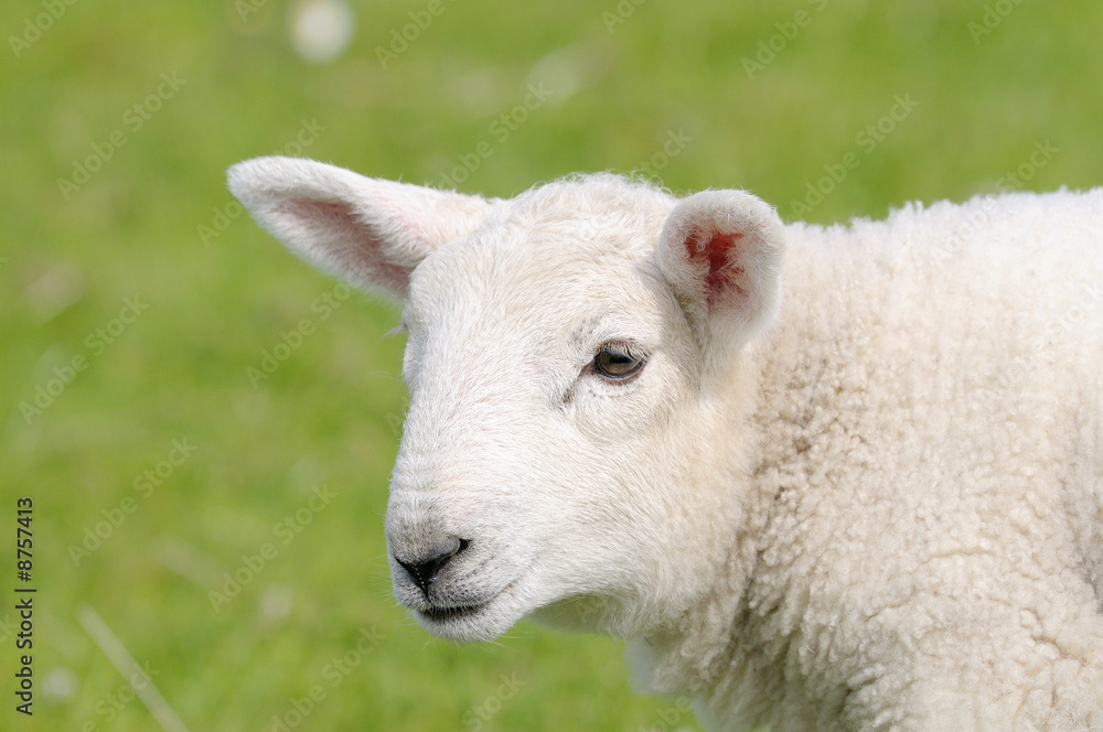Obraz premium bébé mouton