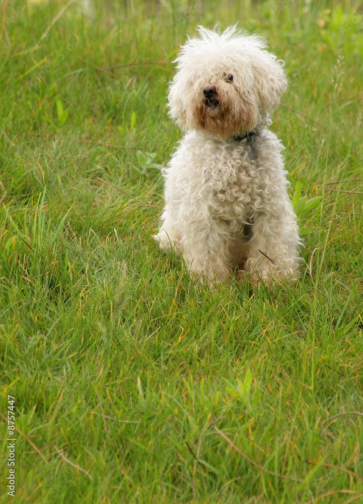 Poodle Poodle