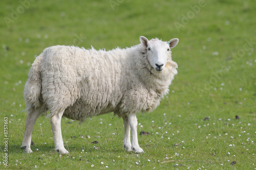 MOUTON moutons