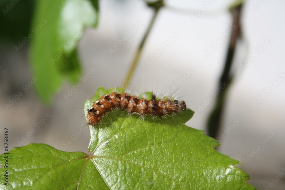 Caterpillar