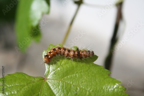 Caterpillar © Tim Scott