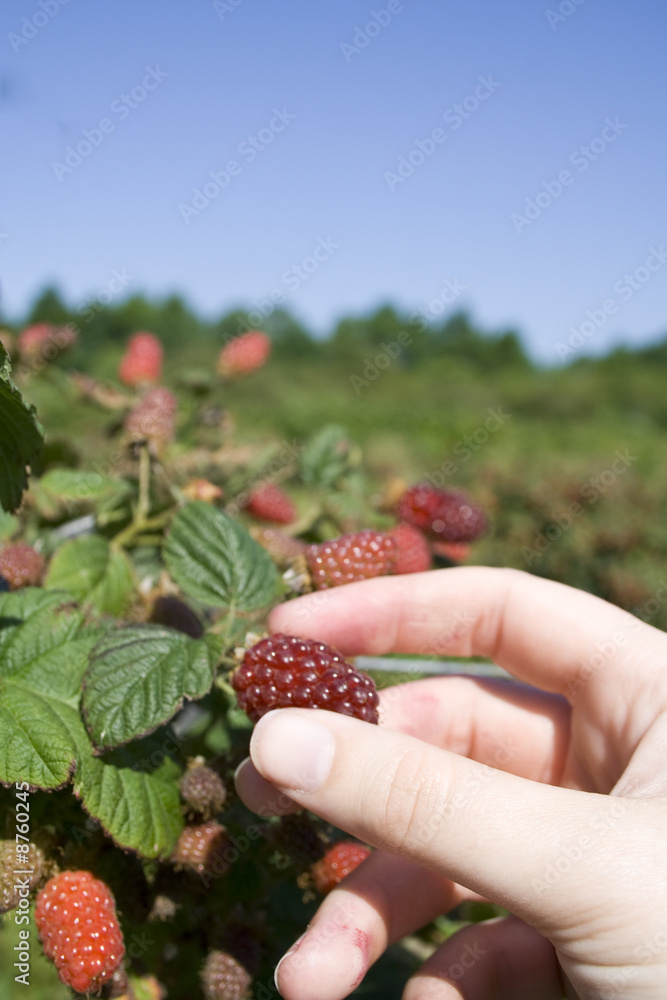 Tayberry picking Tayberry picking