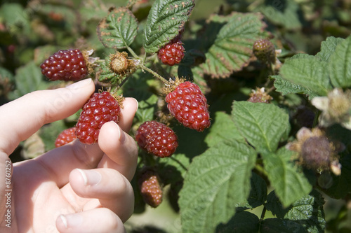 Tayberry picking