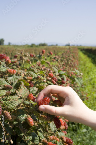 Tayberry picking photo