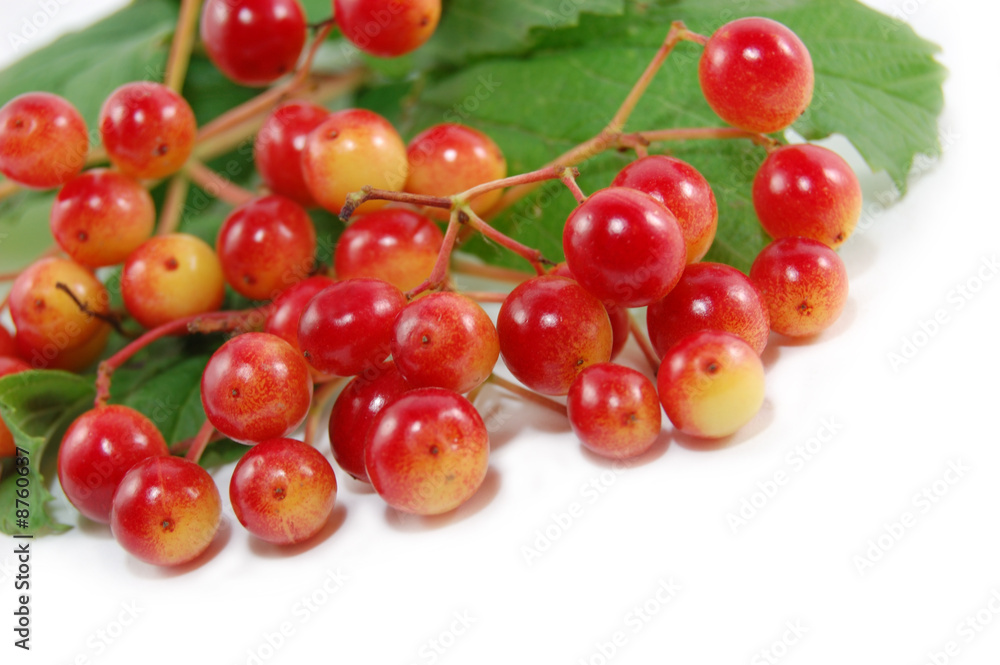 red wild berries isolated on white red wild berries isolated on white