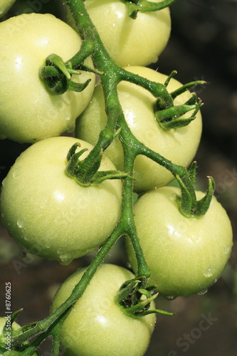 Green tomatoes