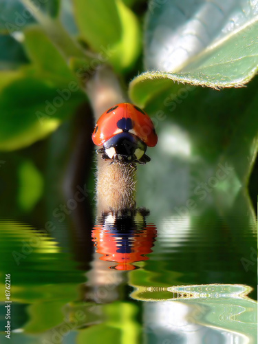 Coccinelle et son reflet