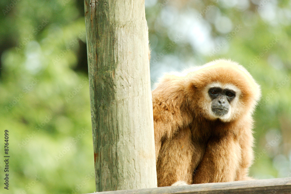 Obraz premium MOnkey looking into camera