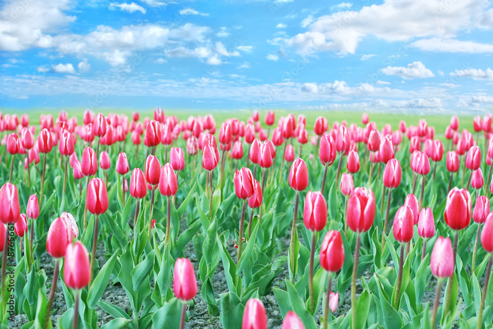 Meadow of tulips