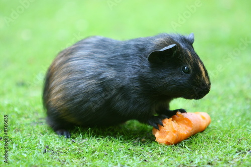 Meerschwein