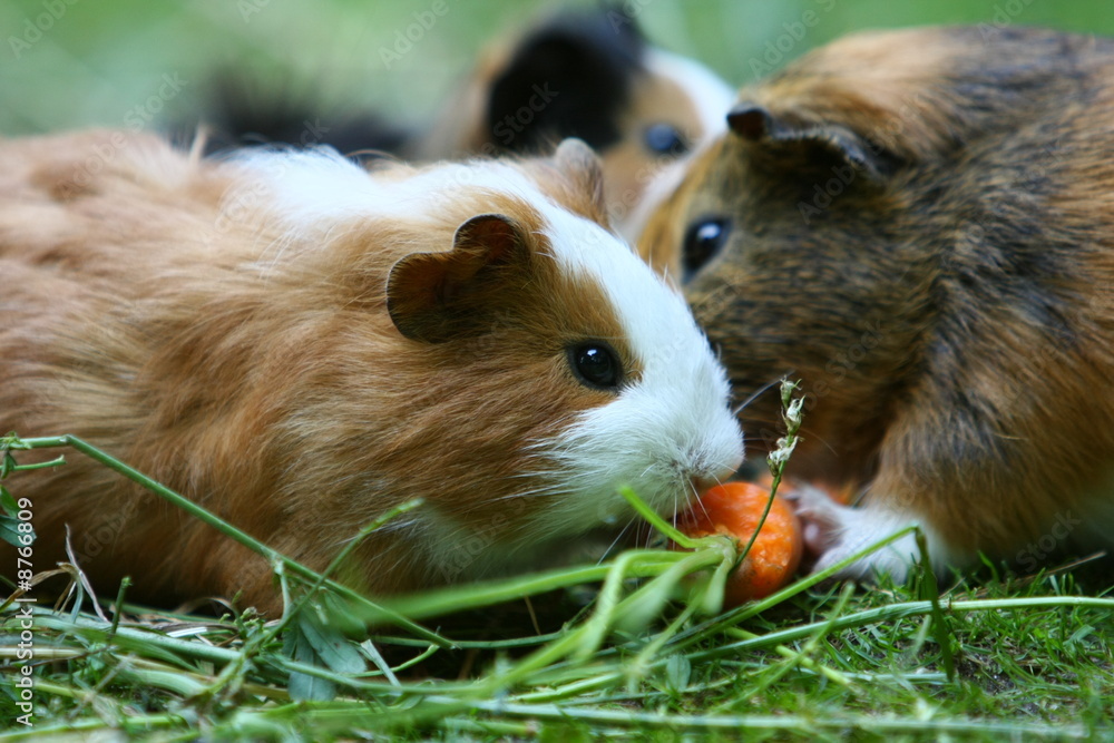 Fototapeta premium Meerschwein