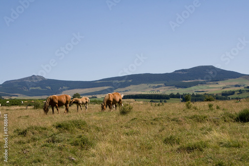 chevaux mézenc © jerdhal
