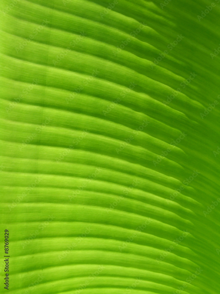 Green leaf