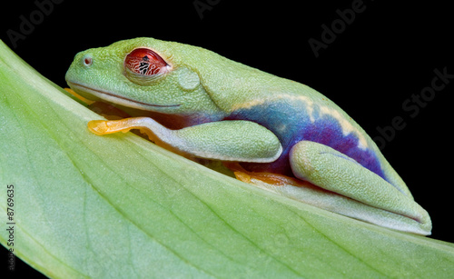 Red-eyed tree fast asleep photo