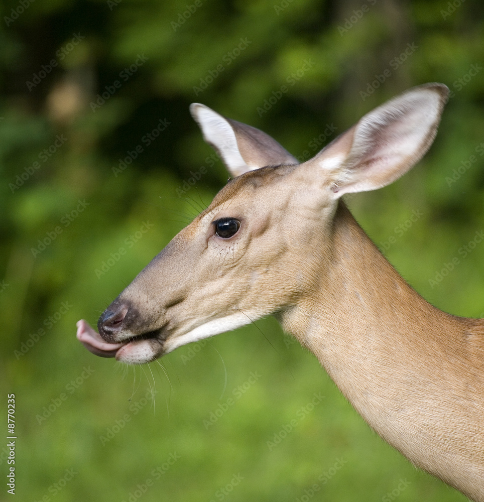 the tongue