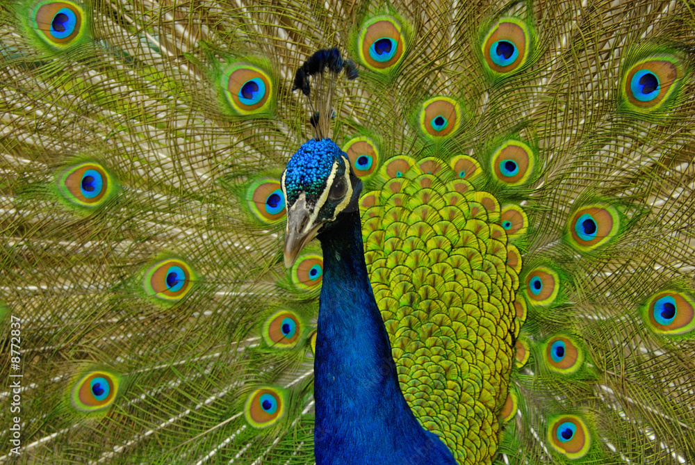 Obraz premium Colorful Peacock