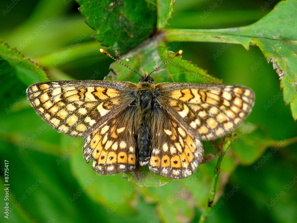 The butterfly sitting on a leaf of a plant.. Summer. Village.