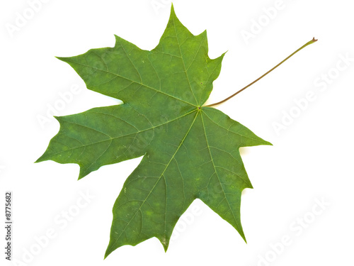 Single green maple leaf against the white background