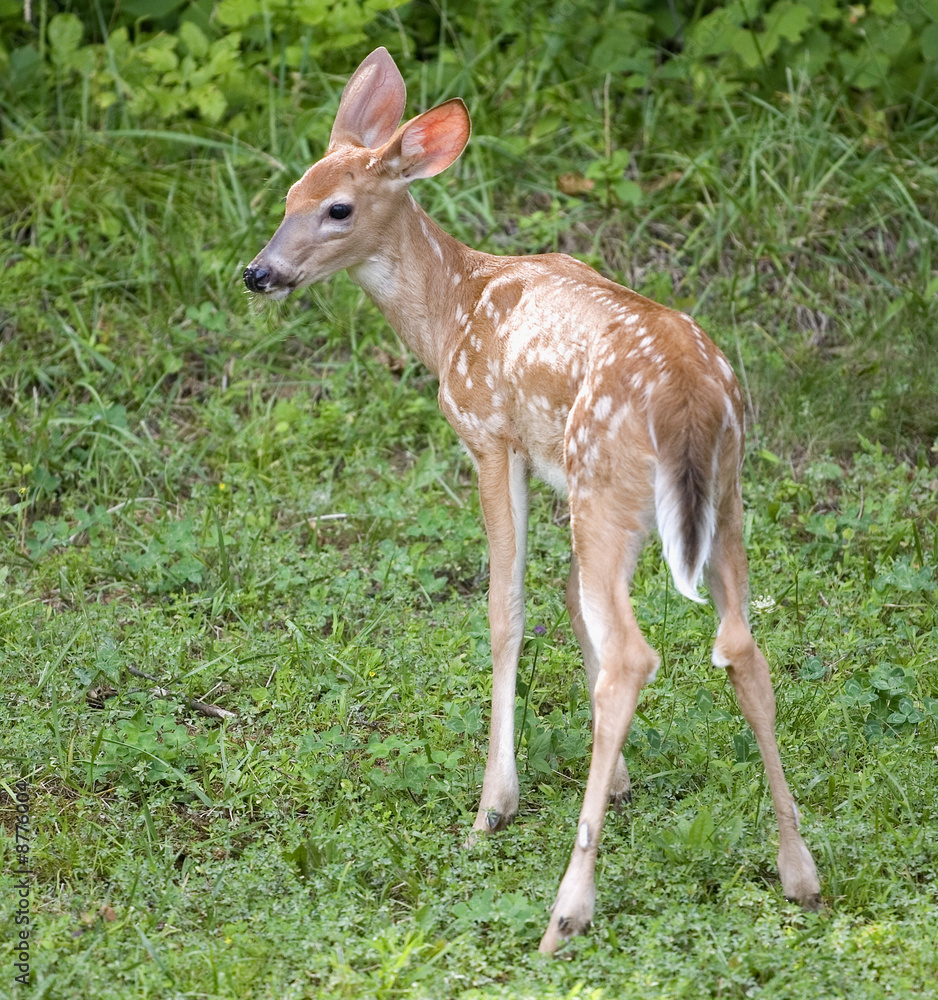 Young deer