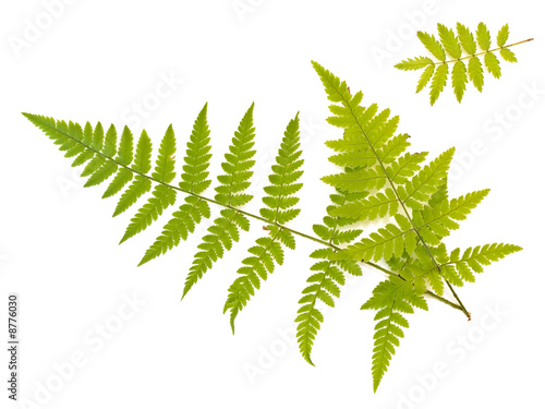 Green fern and ash leaves against the white background