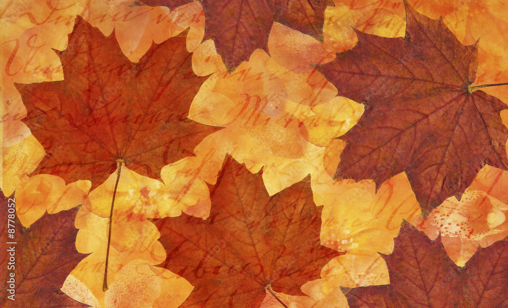 maple leaf background maple leaf background