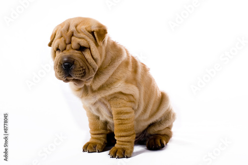 Funny sharpei