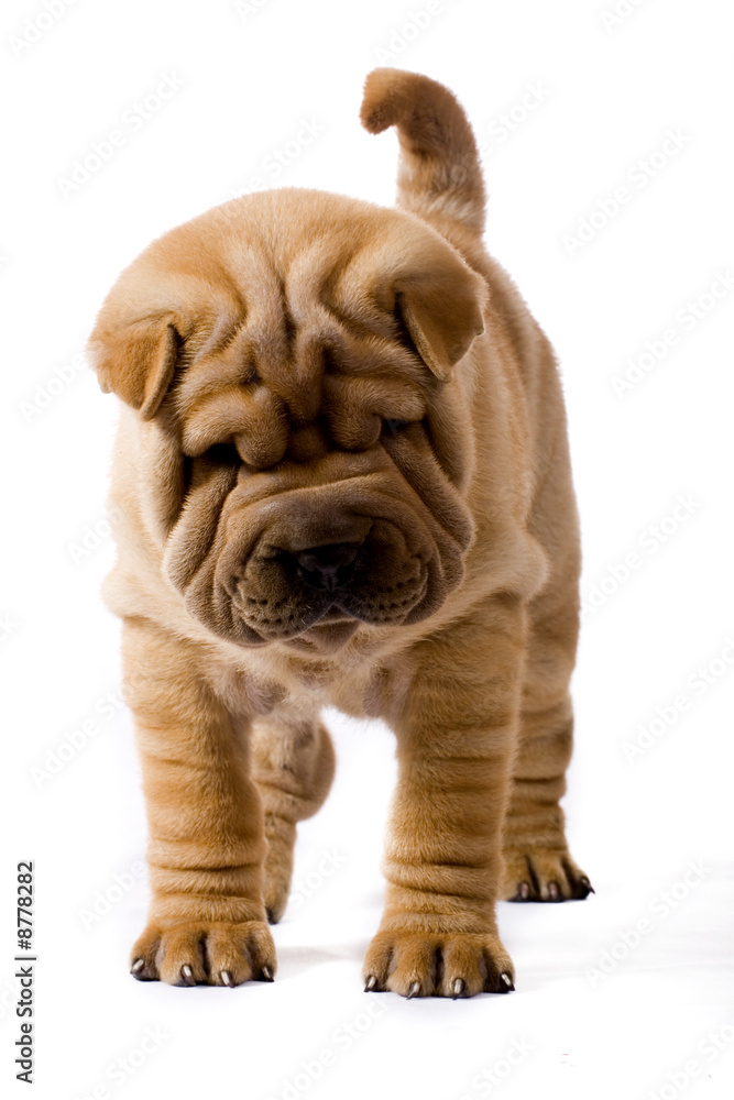 Funny sharpei Funny sharpei